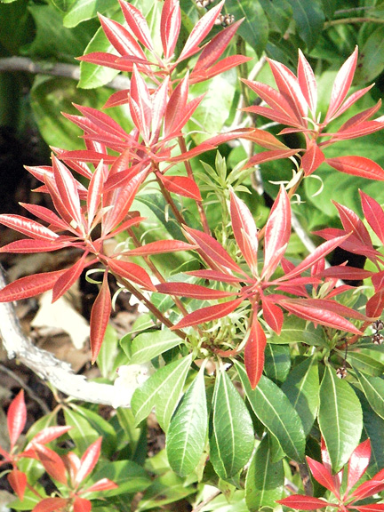 The new leaves are an intense red in the spring, hence the cultivar name Mountain Fire.